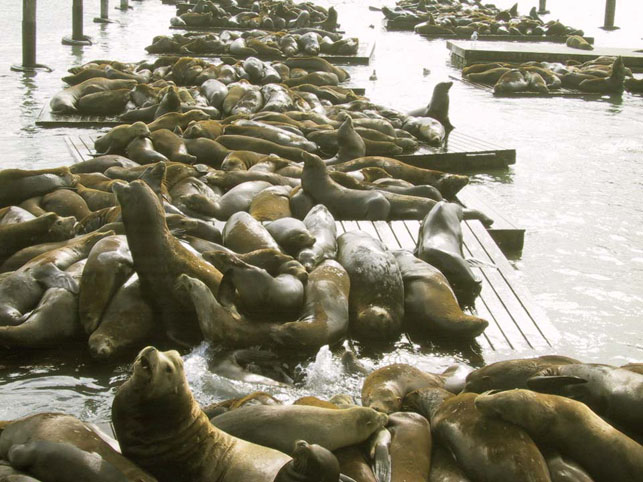 03_Sea_Lions