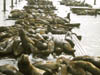 03_Sea_Lions