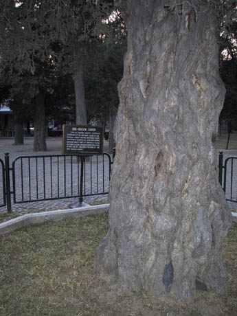 TianTan_GrotesqueTree