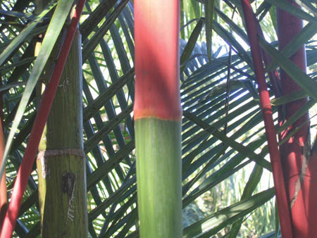04_red_bamboo