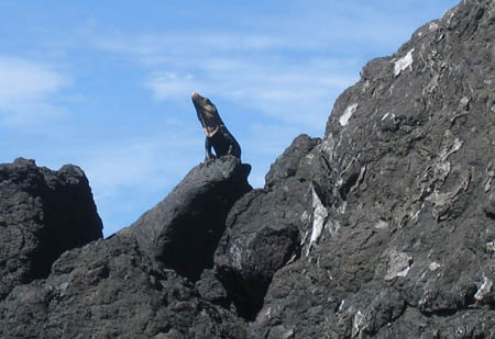 08_iguana_sunning