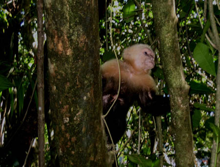 10_more_monkeys
