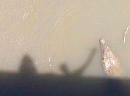 44_touching_crocodile