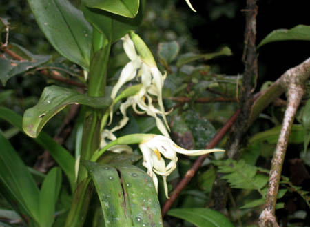28_jungle_orchid