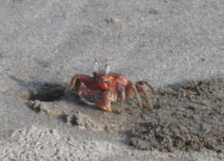 19_crab