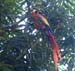 04_colorful_macaw