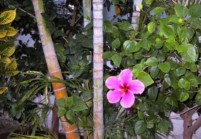 02_Tropical_Flower