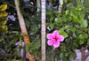 02_Tropical_Flower