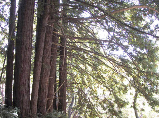 02_Redwoods