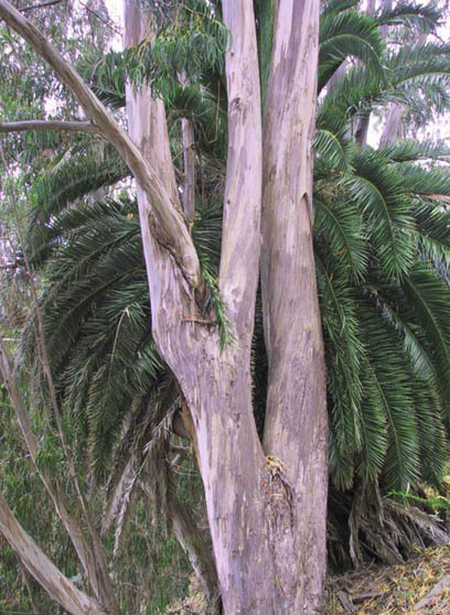 08_Eucalyptus_and_Palm