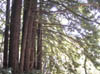 02_Redwoods