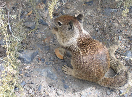 11_squirel_on_the_road