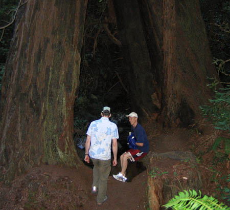 20_into_the_redwoods