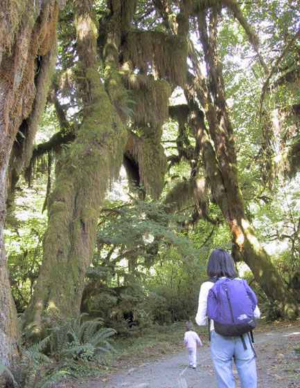 06_In_Hoh_Rainforest