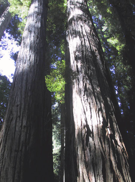 18_Redwood_Giants
