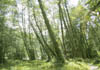 06_Alder_Trees