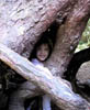 06_Baby_Emily_in_Tree_Cave