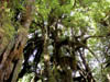06_Rainforest_Canopy