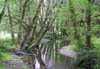 10_Quinault_Rainforest