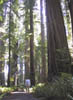 18_In_the_Redwoods