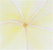 plumeria